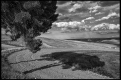 Alta Murgia (Basilicata - Italia) - L'ombra di un albero si proietta sul campo arato