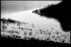 Lago di Canterno (Lazio - Italia) - Scorcio di una sponda del lago