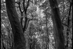 Assisi (Umbria - Italia) - Scorcio del bosco di San Francesco